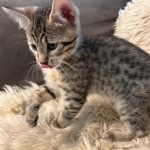 Bronze-Mau-male-kitten-3-Copy