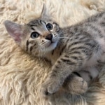 Bronze-Mau-male-kitten-4