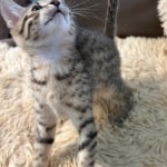 Bronze-Mau-male-kitten-5