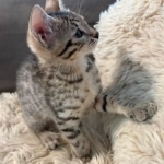 Bronze-Mau-male-kitten