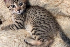 Sushi Egyptian Mau Bronze Male Kitten #2 DOB 4-20-25
