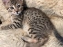 Sushi Egyptian Mau Bronze Male Kitten #2 DOB 4-20-25