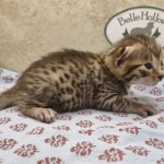 Bronze-Male-Egyptian-Mau-Kitten-a
