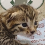 Bronze-Male-Egyptian-Mau-Kitten-b
