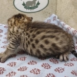 Bronze-Male-Egyptian-Mau-Kitten-c