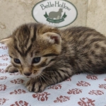 Bronze-Male-Egyptian-Mau-Kitten-d