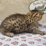 Bronze-Male-Egyptian-Mau-Kitten
