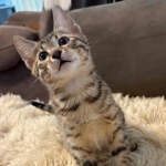 Bronze-Mau-male-kitten-1-Copy