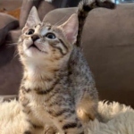 Bronze-Mau-male-kitten-2-Copy