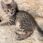 Bronze-Mau-male-kitten-3-Copy