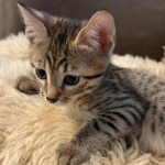 Bronze-Mau-male-kitten-4