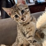 Bronze-Mau-male-kitten-5-Copy