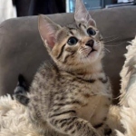 Bronze-Mau-male-kitten-Copy