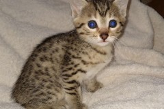 Aspen Egyptian Mau Bronze Male Light DOB 2-15-21