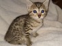 Aspen Egyptian Mau Bronze Male Light DOB 2-15-21