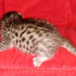 Egyptian Mau Bronze Male DOB 2-15-21