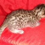 Egyptian Mau Bronze Male DOB 2-15-21
