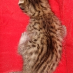 Egyptian Mau Bronze Male DOB 2-15-21