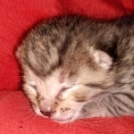 Egyptian Mau Bronze Male DOB 2-15-21