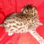 Egyptian Mau Bronze Male DOB 2-15-21
