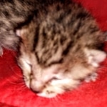 Egyptian Mau Bronze Male DOB 2-15-21