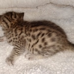 Egyptian Mau Bronze Male DOB 2-15-21