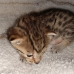 Egyptian Mau Bronze Male DOB 2-15-21