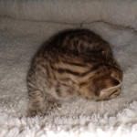 Egyptian Mau Bronze Male DOB 2-15-21