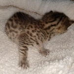 Egyptian Mau Bronze Male DOB 2-15-21