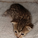 Egyptian Mau Bronze Male DOB 2-15-21