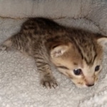 Egyptian Mau Bronze Male DOB 2-15-21