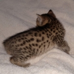 Aspen, Egyptian Mau Bronze male DOB 2/15/21