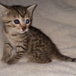 Aspen, Egyptian Mau Bronze male DOB 2/15/21