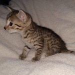 Aspen, Egyptian Mau Bronze male DOB 2/15/21