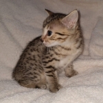 Aspen, Egyptian Mau Bronze male DOB 2/15/21
