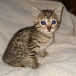Aspen, Egyptian Mau Bronze male DOB 2/15/21