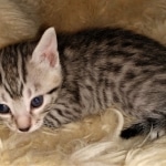 Mau, Bronze, Female, DOB 4-10-20