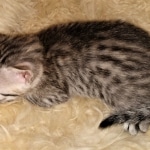 Mau, Bronze, Female, DOB 4-10-20