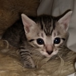 Mau, Bronze, Female, DOB 4-10-20