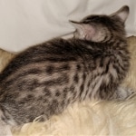 Mau, Bronze, Female, DOB 4-10-20