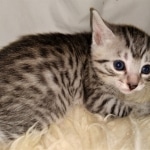 Mau, Bronze, Female, DOB 4-10-20