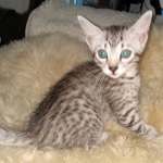 Mau, Bronze, Female, DOB 4-10-20