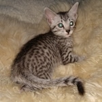 Mau, Bronze, Female, DOB 4-10-20