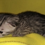 Mau, Bronze, Female, DOB 4-10-20