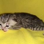 Mau, Bronze, Female, DOB 4-10-20