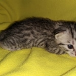 Mau, Bronze, Female, DOB 4-10-20