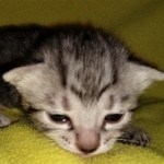 Mau, Bronze, Female, DOB 4-10-20