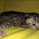 Mau, Bronze, Female, DOB 4-10-20