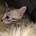 Mau, Bronze, Female, DOB 4-10-20