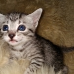 Mau, Bronze, Female, DOB 4-10-20